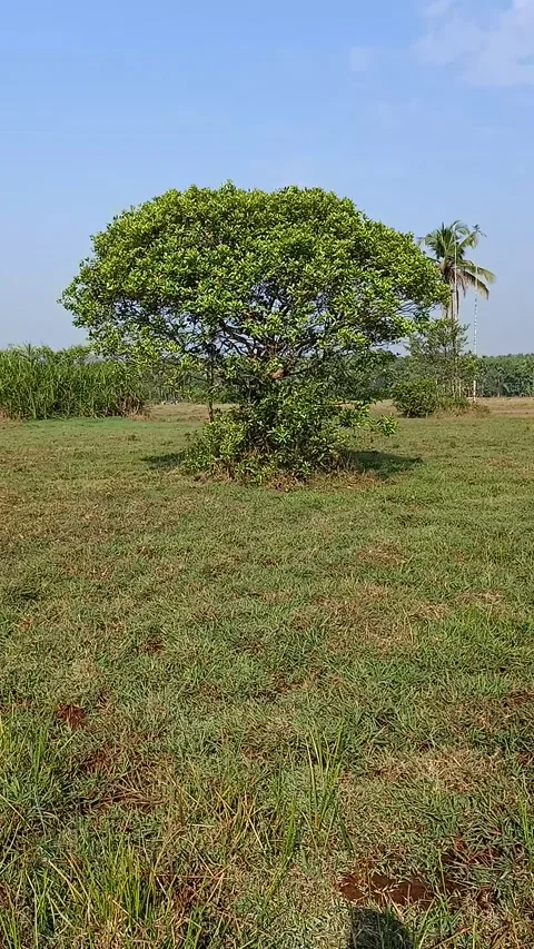 Shadow of a man and the tree alone in the field Stock Footage 170298766