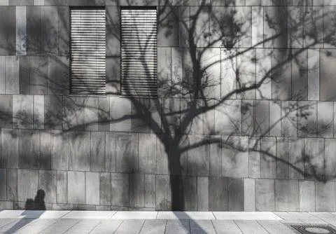 Shadow of a man and a tree on a modern wall Stock Photos