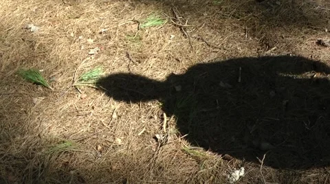 A shadow of a man in forest. (2) Vídeos de archivo 47399174