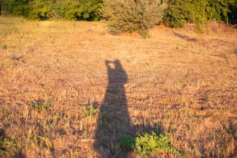 Shadow of a man on the grass. Long reflection of a woman on a beveled yellow  Stock Photos