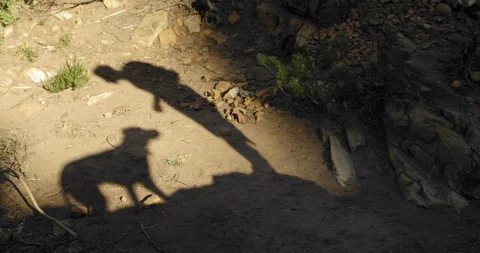 Shadow of man with his dog Stock Footage 120839862