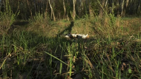 Shadow of a man mysterious stranger walking through the forest on a summer day Stock Footage 335266627