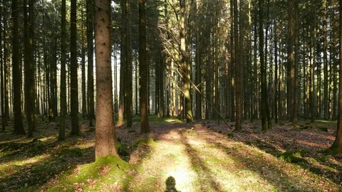 Shadow of a man walking in the forest 動画素材 110627688