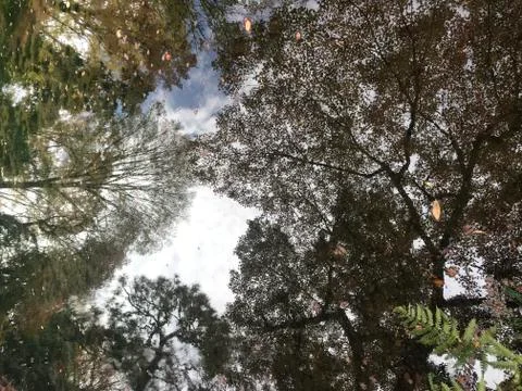 Shadow of many kind of trees and yellow leaves reflects on water Stock Photos