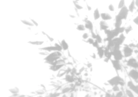 The shadow of many tree leaves on a white wall. Black and white image for photo イラスト素材