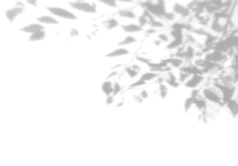 The shadow of many tree leaves on a white wall. Black and white image for photo Stock Illustration