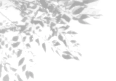 The shadow of many tree leaves on a white wall. Black and white image for photo イラスト素材