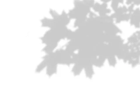 Shadow of a maple branch on a white background. White and black for superimpo Stock Illustration