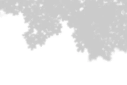 Shadow of a maple branch on a white background. White and black for Stock Illustration