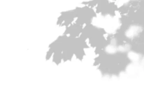 Shadow of a maple branch on a white background. White and black for Stock Illustration