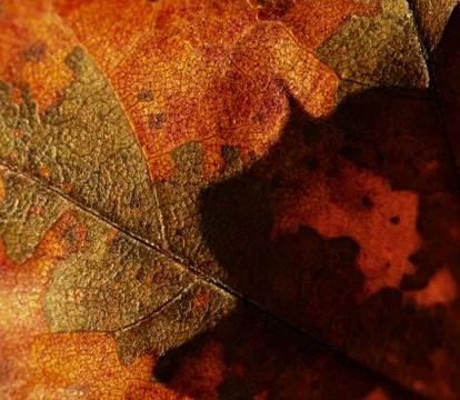 Shadow on the maple leaves Stock Photos
