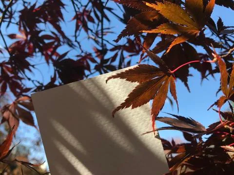 Shadow of maple tree on blank paper with beautiful maple leaves and nice sky Stock Photos