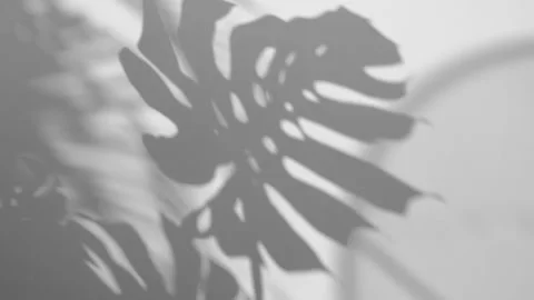 Shadow Monstera deliciosa leaf in wind blowing overlay on white wall background Stock Footage 171378357