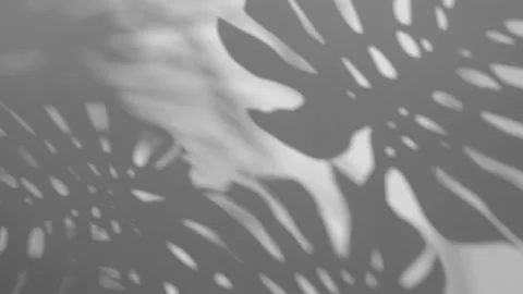 Shadow Monstera deliciosa leaf in wind blowing overlay on white wall background Stock Footage 171398739