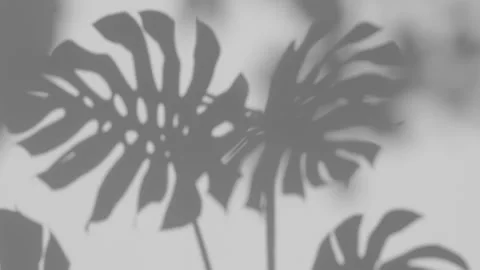 Shadow Monstera deliciosa leaf in wind blowing overlay on white wall background Stock Footage 194006929