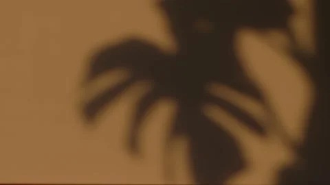 Shadow Monstera deliciosa leaf in wind blowing on yellow wall surface in evening Stock Footage 201617497