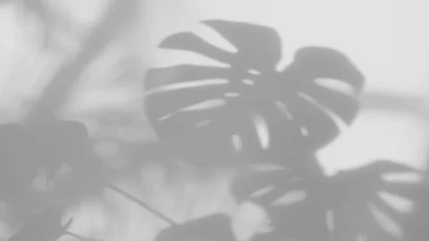 Shadow Monstera deliciosa leaf in wind blowing overlay on white wall background Stock Footage 221996322