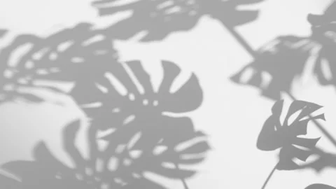 Shadow Monstera deliciosa leaf in wind blowing overlay on white wall background Stock Footage 226726350