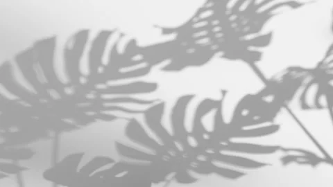 Shadow Monstera deliciosa leaf in wind blowing overlay on white wall background Stock Footage 229385744