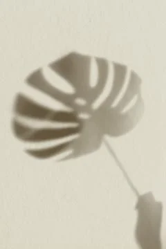 Shadow of Monstera leaf on brown background Stock Photos