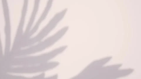 Shadow of a monstera leaf isolated on a transparent background Stock Footage 245710154