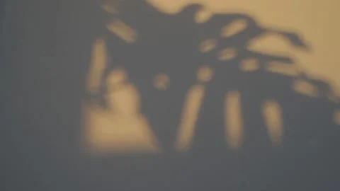 Shadow of the Monstera Leaf, on a white wall. Time Lapse Stock Footage 146049582