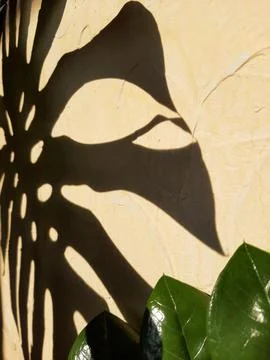 The shadow of the monstera leaf on the yellow wall Stock Photos