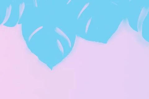 Shadow of monstera leaves in blue and pink colors. Background Stock Photos