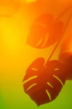 Shadow of monstera Stock Photos