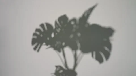 Shadow of a Monstera Plant on a Gray Wall Stock Footage 312454739