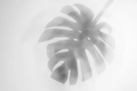 Shadow of monstera plant leaf on light background Stock Photos