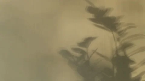A shadow in motion from a houseplant from the setting sun Stock Footage 156724356