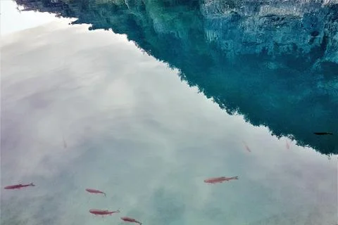 Shadow of mountains, clouds and leafs reflected on the water full of fishes 写真素材
