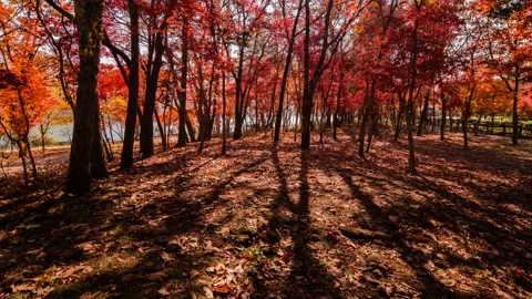 Shadow movement in autumn maple forest. Time lapse Vidéo 145923795