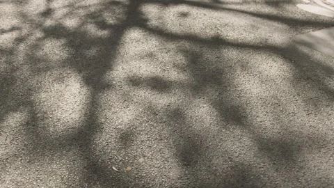 Shadow from moving leaves of a tree on a gray concrete wall,Slow motion Video stock 275193728