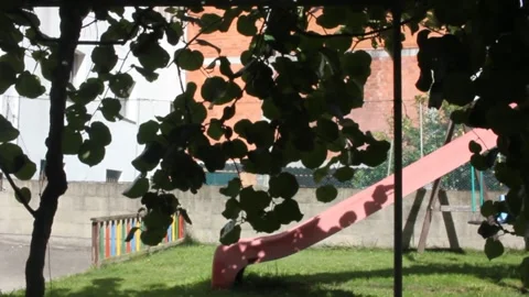 The shadow of my kiwi tree leaves in my garden Stock Footage 250406088