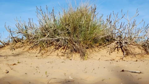 Shadow of a mysterious person passes by a clump of grass on the sandy Stock Footage 188723053