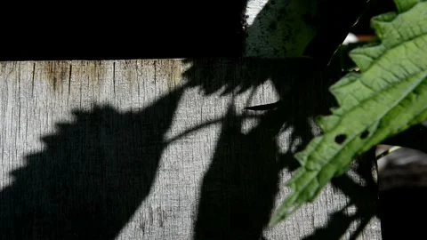 Shadow from nettle leaves Stock Footage 252629718