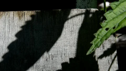 Shadow from nettle leaves Stock Footage 252629909