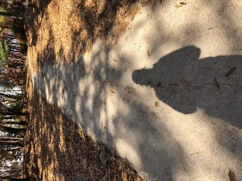Shadow of one person walking on path of forest park with autumnal trees Stock Photos