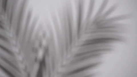 Shadow overlay. Blurred shadows of tropical palm leaves and plants on a white Stock Footage 154517924