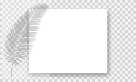 Shadow overlay effect. Blurred palm leaves on paper sheets. Vector invitation or Stock Illustration