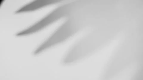 Shadow overlay effect of leaves in white wall Stock Footage 245157356