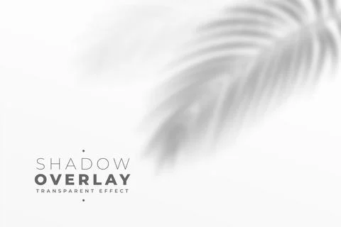 Shadow overlay effect of leaves in white wall Stock Illustration