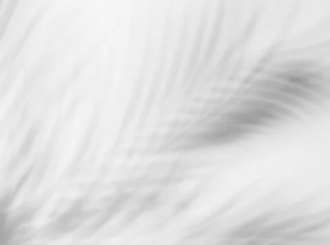 Shadow overlay effect for photo. Shadows from tree leaves palm and tropical b Stock Photos