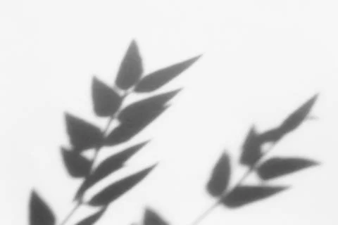 Shadow overlay effect for photo. Shadows from tree leaves palm and tropical b Stock Photos