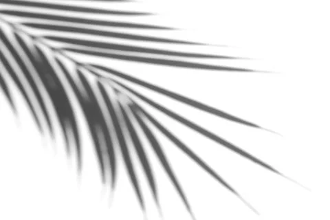 Shadow overlay effect for photo. Shadows from palm leaves and tropical branch Foto stock