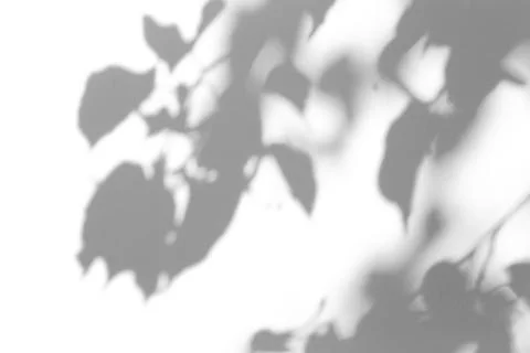 Shadow overlay effect for photo. Shadows from tree leaves and tropical branch Stock Photos