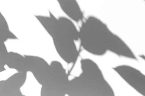 Shadow overlay effect for photo. Shadows from tree leaves and tropical branch Stock Photos