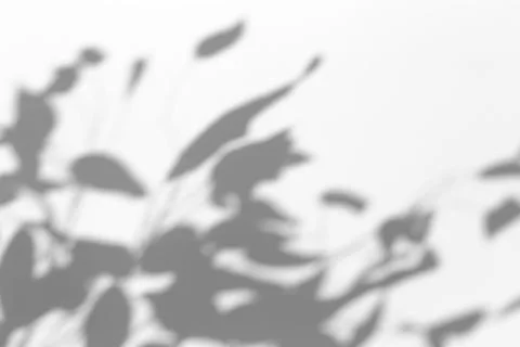 Shadow overlay effect for photo. Shadows from tree leaves and tropical branch Stock Photos